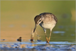 <p>VODOUŠ BAHENNÍ (Tringa glareola) Českobudějovicko ----- /Wood sandpiper - Bruchwasserläufer/</p>